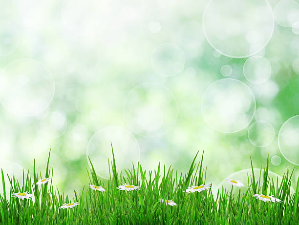 istock Green grass with daisy flowers, summer background 499276463