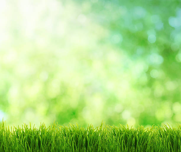 istock abstract summer natural background with place for your text 499276581