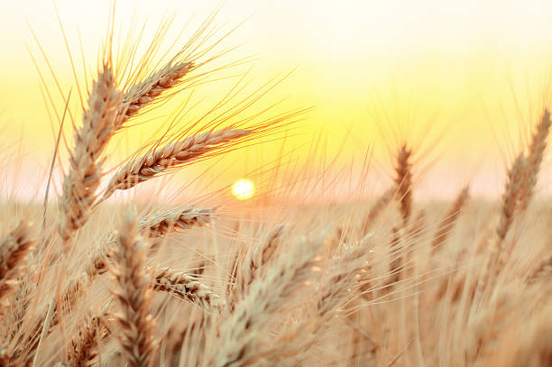istock golden wheat field on sunrise, closeup 499276619