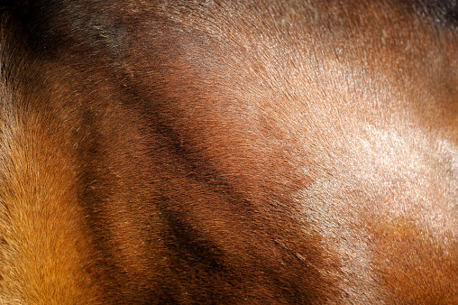 Close-up of textured pelt from a young brown horse