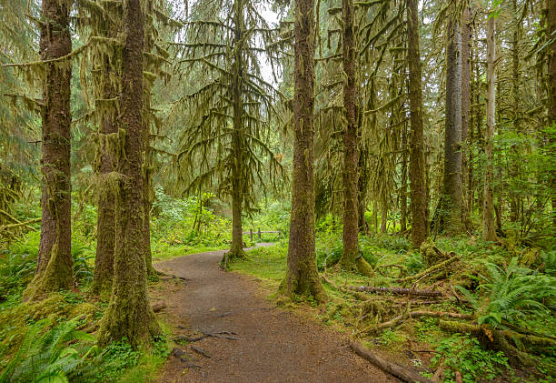 istock Olympic National Park at Washington State 499277929