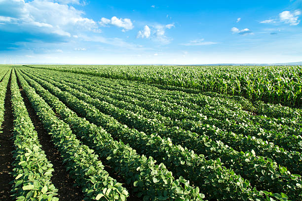 istock Soybean next to corn field ripening at spring season 499277959