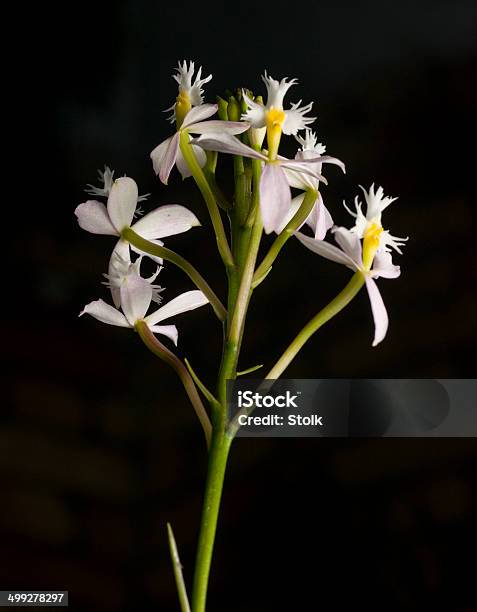 Tiny White Stock Photo - Download Image Now - Black Background, Flower, Freshness