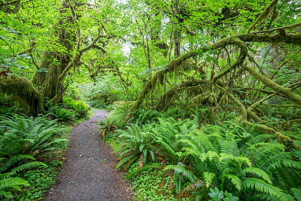 istock Olympic National Park at Washington State 499278429