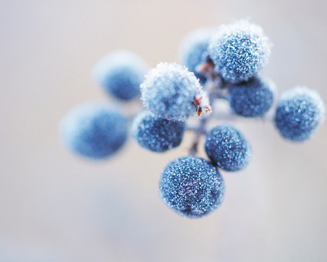 Frozen wild berries