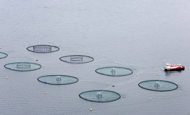 salmon farming stock photo
