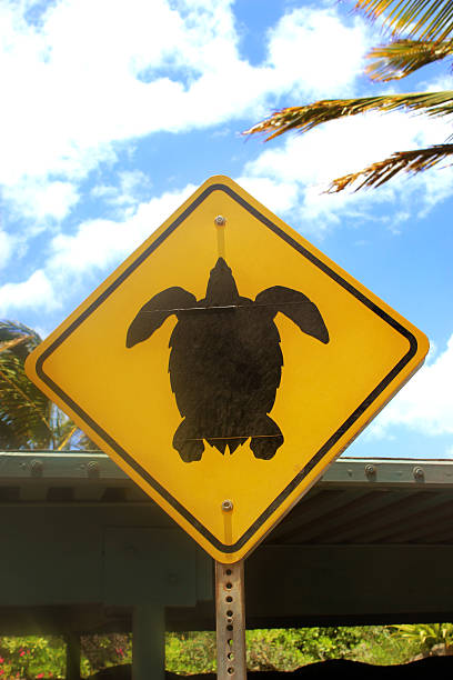istock Turtle Crossing Sign in Hawaii 499279407