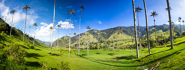 cocora giganti valle con cera palme vicino salento, in colombia - salento foto e immagini stock