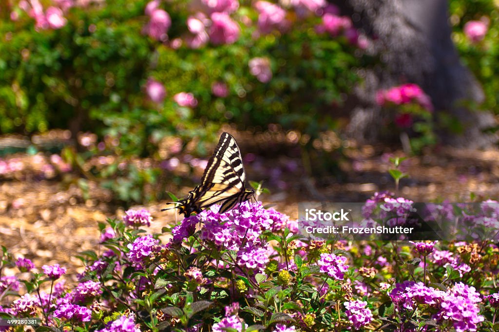 Butterfly looking for pollen on a flower near a park Animal Stock Photo