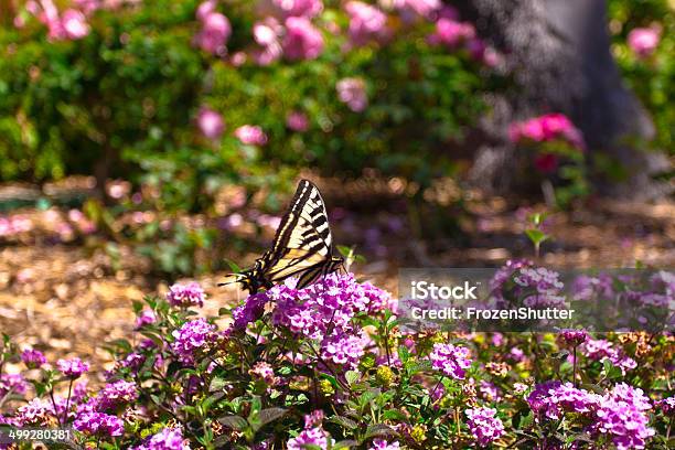 Butterfly Looking For Pollen On A Flower Near A Park Stock Photo - Download Image Now