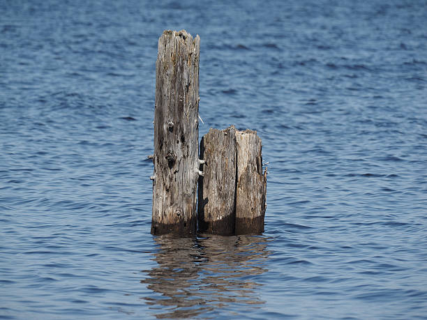 istock old piles in the lake 499280467