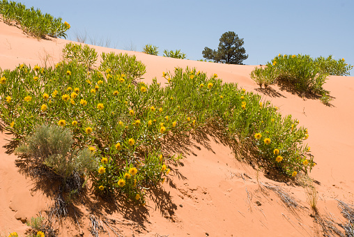 Yellow Wildflowers on Advancing lee slope of coral pink Sand Dunes near Kanab Utah