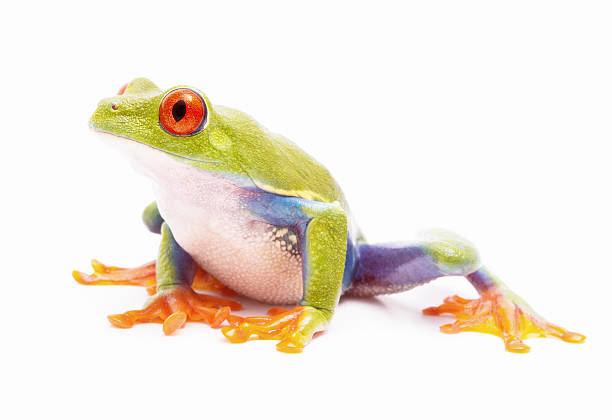 istock red eyed tree frog isolated on white 499280570
