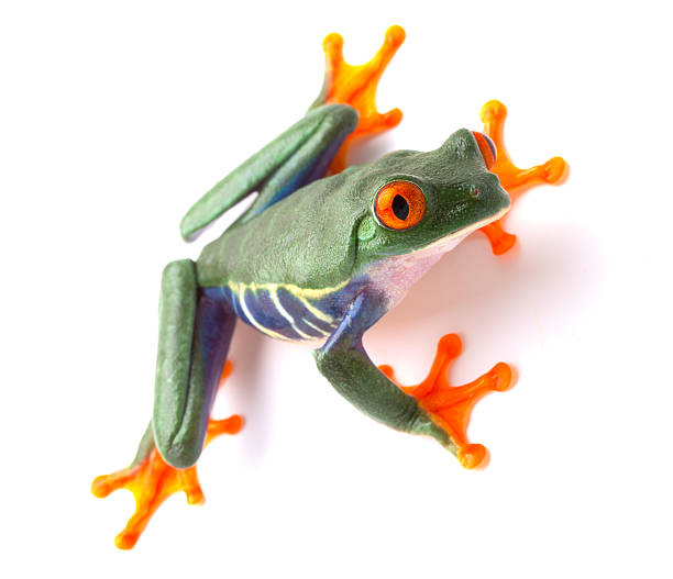 istock red eyed tree frog isolated on white 499280712