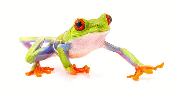 istock red eyed tree frog isolated on white 499280744