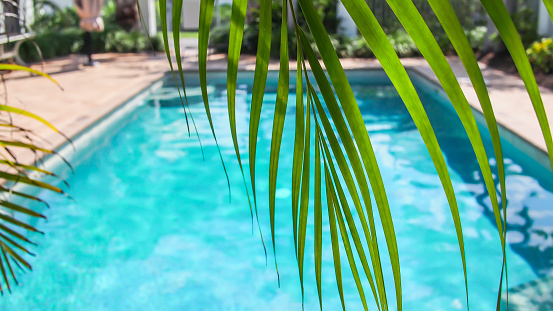 Pool with palm
