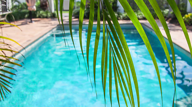 Sunny pool with palm stock photo