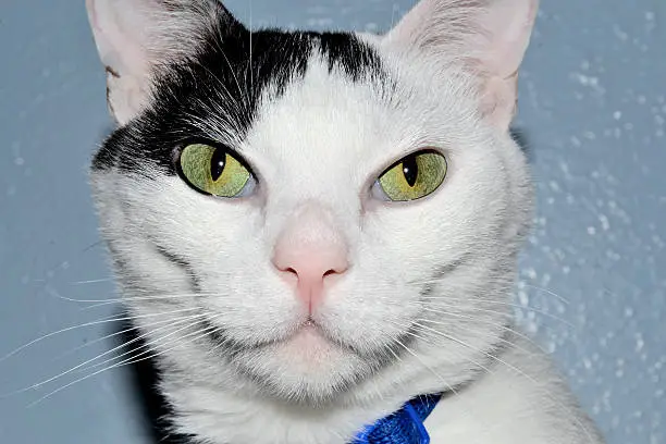 Horizontal head shot of a white cat with a black patch over his right eye and clear green-gold eyes.  The cat seems to have a smile on his face and a dreamy look.  