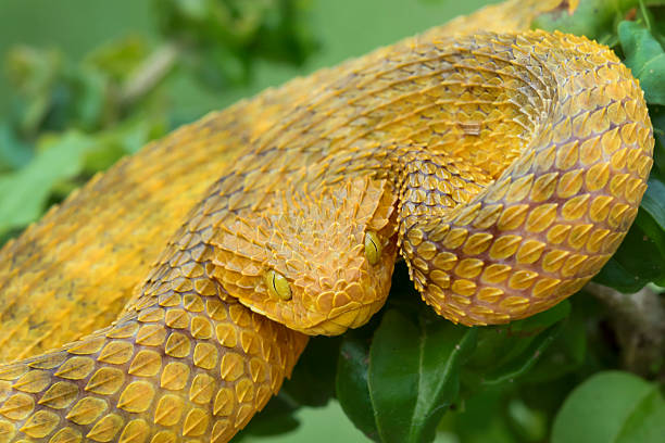 istock African Bush Viper Venomous Snake ready to Strike 499281928