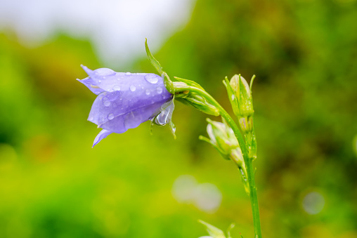 bluebell flower with rain drops on a green blur background