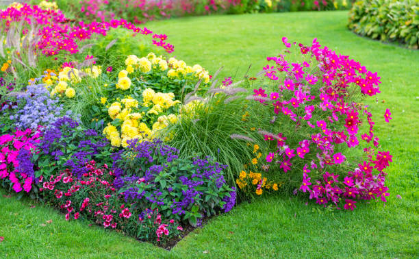 istock Flowerbeds and lawn 499283714