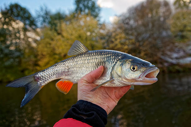 istock Chub with plastic bait in mouth against river landscape 499284898