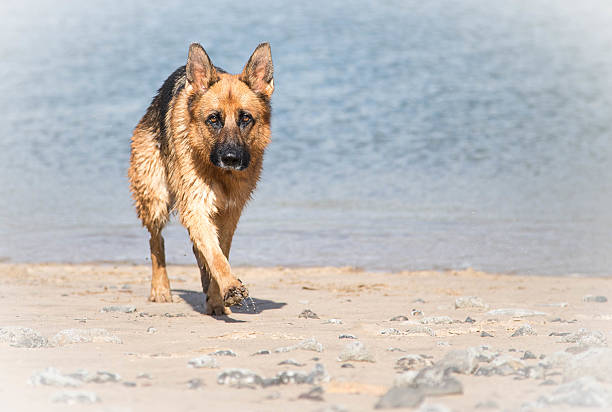istock German Shepherd Dog in action 499285060
