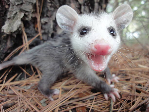 Angry Baby Opossum Angry baby opossum hissing. angry opossum stock pictures, royalty-free photos & images