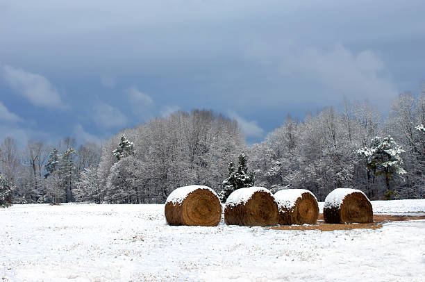 冬のお食事 - winter agriculture ranch field ストックフォトと画像