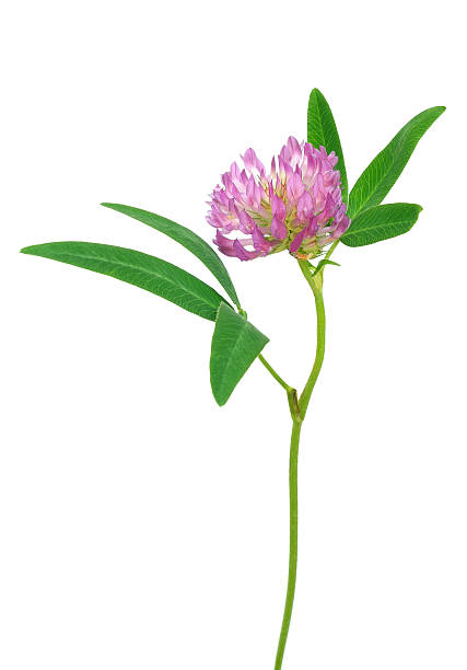 istock Clover flowers isolated on white background 499287682