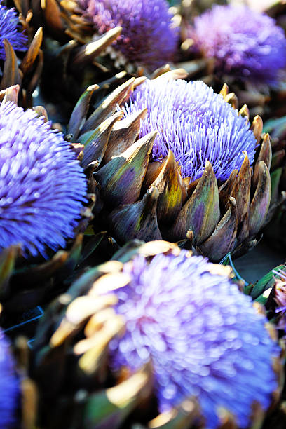 istock artichoke purple flower 499288314