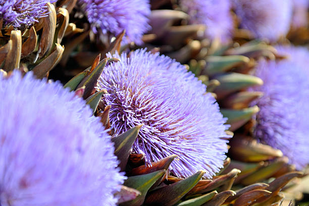istock artichoke purple flower 499289274