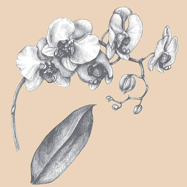 ilustraciones, imágenes clip art, dibujos animados e iconos de stock de rama de orchid con hoja. - moth orchid