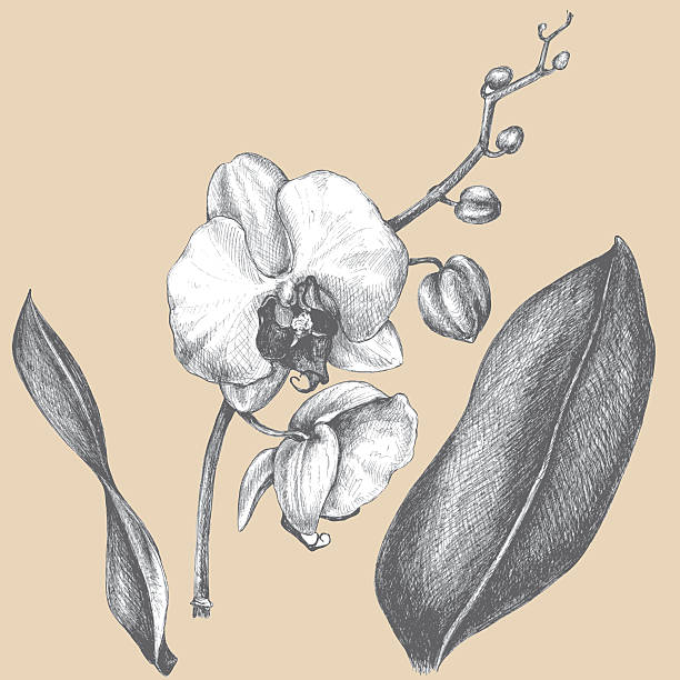 zweige orchid mit blättern. - moth orchid stock-grafiken, -clipart, -cartoons und -symbole