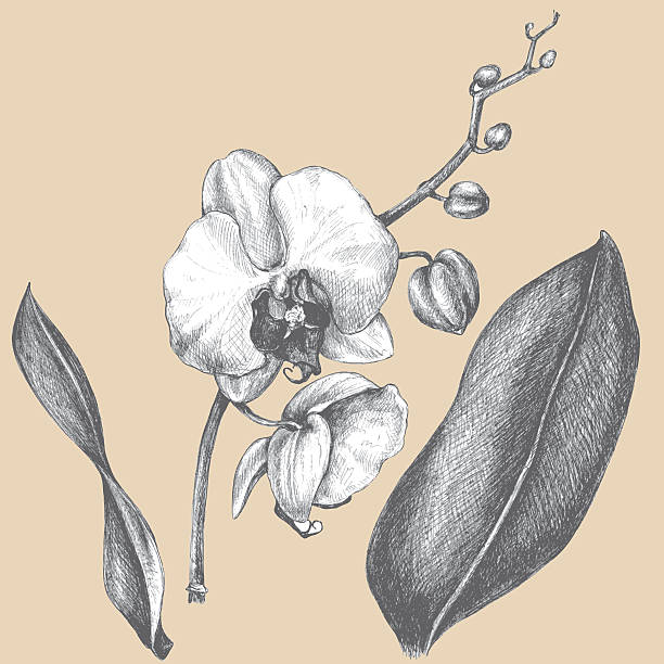 ilustraciones, imágenes clip art, dibujos animados e iconos de stock de rama de orchid con hojas. - moth orchid
