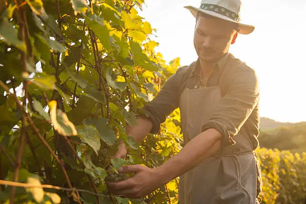Man picking white grapes in his vineyard with hat on his head. Late afternoon, evening sun. Back lit.
