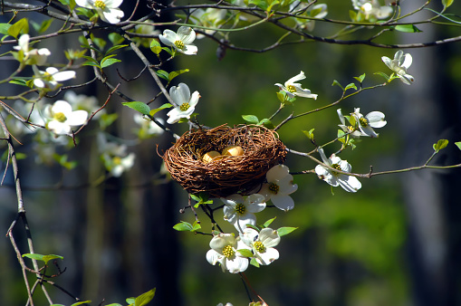 Bird nest nestles in the branches of a blooming Dogwood Tree in Garvin's Woodland Garden in Hot Springs, Arkansas.