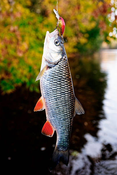 istock Chub caught on a plastic bait, autumn scenics 499292056