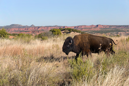 A huge male bison part of the official Texas State Bison Herd walks in the tall grass prairie and mesquite scrub lands past the eroded 250 million year old Permian age red rocks in the distance in the Caprock Canyons State Park outside the small town of Quitaque, Texas,