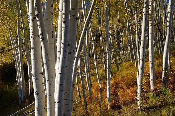 istock Aspen Grove in Telluride Colorado 499293006