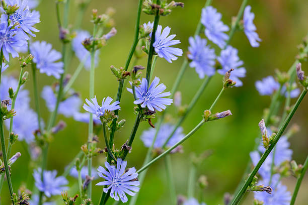 Field of wild flowers Chicory, wild flower and grasses on a field. chicory stock pictures, royalty-free photos & images