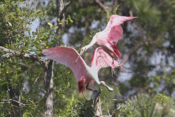 istock Pair of Roseate Spoonbills 499293896
