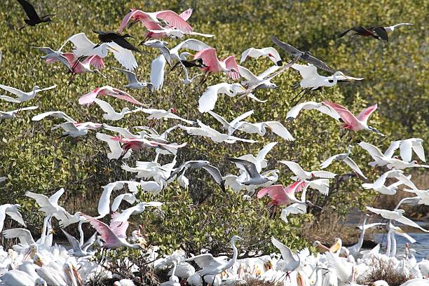 istock Large Flock of Water Birds Feeding 499294014
