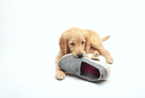 puppy, chewing, shoe, slipper, golden doodle, baby, cute