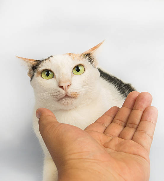 istock The cat looking for Someone With fear 499294328