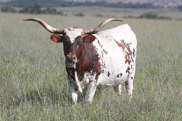 istock Texas Longhorn Bull 499294360