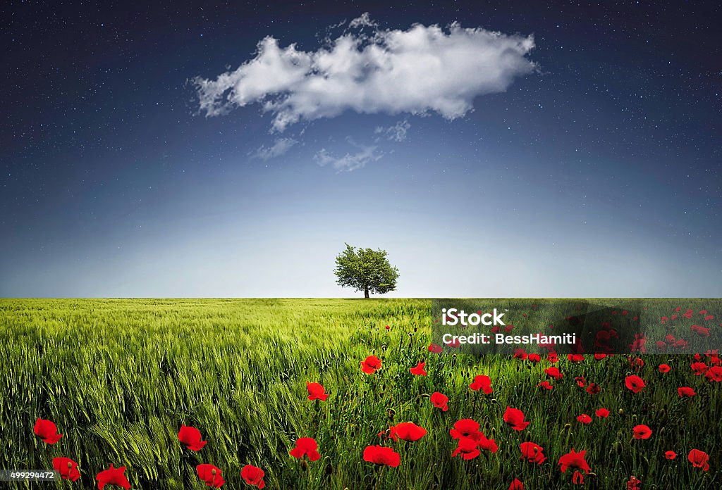 Lone tree a poppies field 2015 Stock Photo