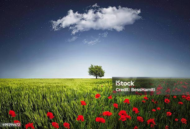 Lone Tree A Poppies Field Stock Photo - Download Image Now - 2015, Day, Grass
