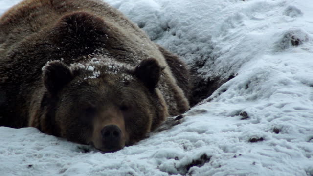 The brown bear in snow at nature winter