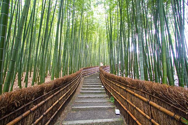 istock Bamboo Grove in Kyoto Japan 499302844